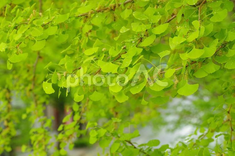 雨上がりのイチョウの若葉 いちょう,若葉,新緑の写真素材