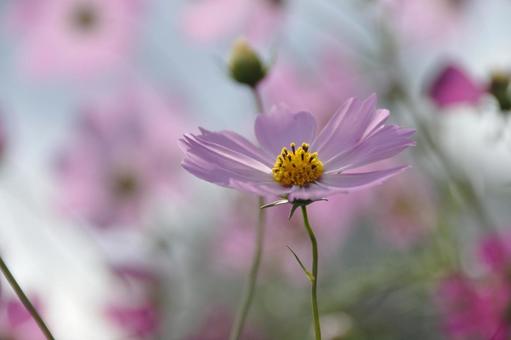 Photo, cosmos, rosa, tiempo claro, 