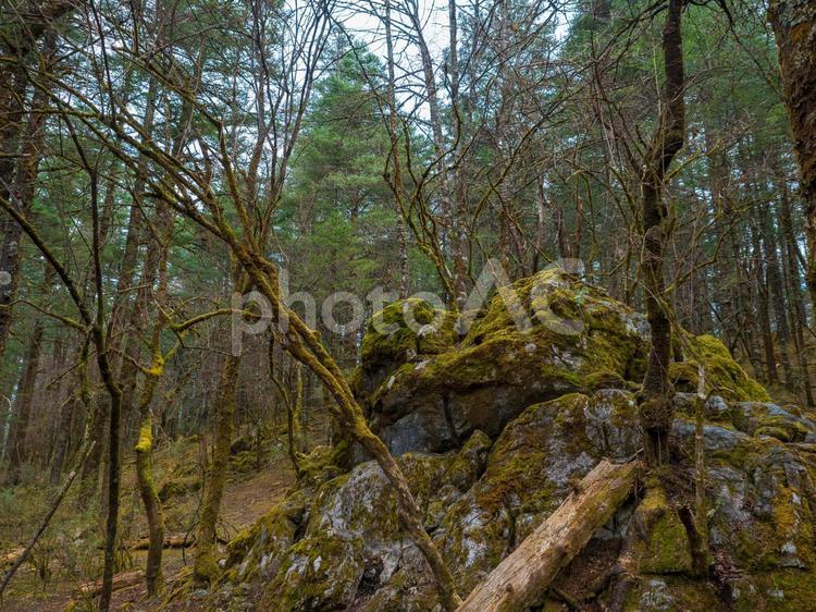 高山の麓の苔むす原生林_玉龍雪山_雲南省_中国 原生林,原始林,森林の写真素材