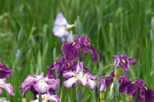 ハナショウブ(花菖蒲:光の綾) ハナショウブ(花菖蒲:光の綾)の写真