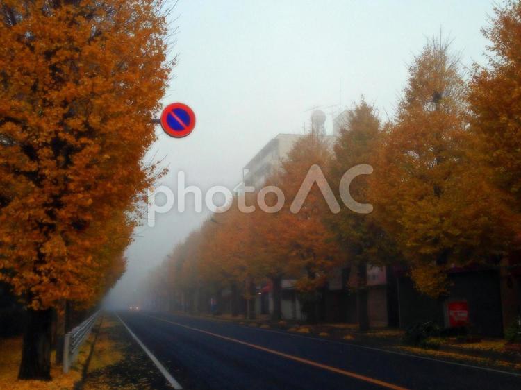 霧にむせぶ晩秋の銀杏並木 seasonimage,いちょう,いちょう並木の写真素材