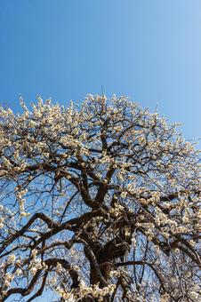 青空に映える満開の白梅 梅,迎春,梅の花の写真素材