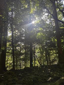 光の森 光の森の写真