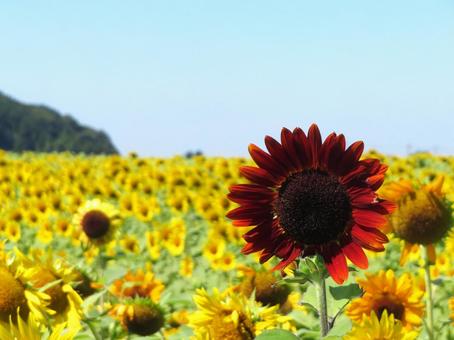 益子町のひまわり畑 益子町のひまわり畑 ひまわり畑,向日葵,夏の写真素材