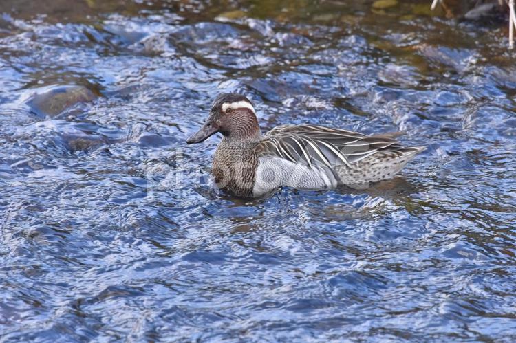 水面を泳ぐシマアジ（鴨） 冬,野鳥,シマアジの写真素材