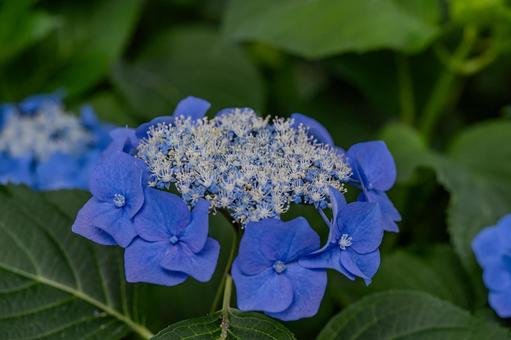 指扇アジサイまつり2025年 指扇アジサイまつり2025年 アジサイ,紫陽花,花の写真素材