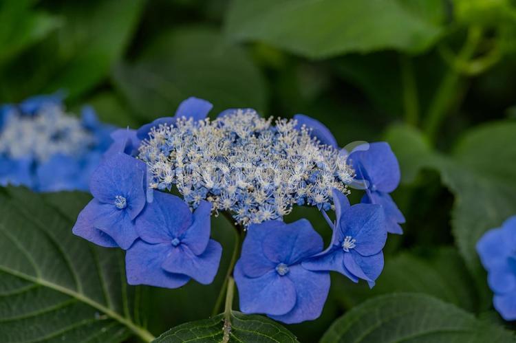 指扇アジサイまつり2025年 アジサイ,紫陽花,花の写真素材