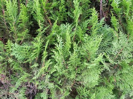 Photo, leaf, green, plant, 