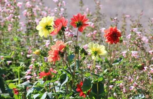 秋晴れに映える小さいダリアの花 秋晴れに映える小さいダリアの花 ダリア,花,小さいの写真素材