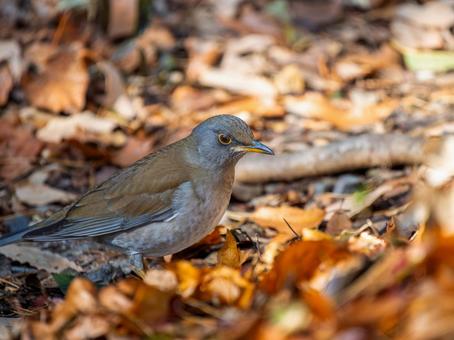 地面を歩くシロハラ・野鳥 地面を歩くシロハラ・野鳥の写真