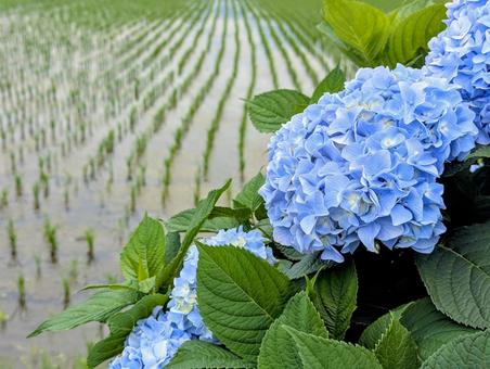紫陽花と水田 紫陽花と水田 植物,あじさい,自然の写真素材