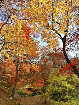 色鮮やかな紅葉 空,紅葉,モミジの写真素材