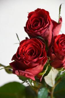 赤いばらの写真