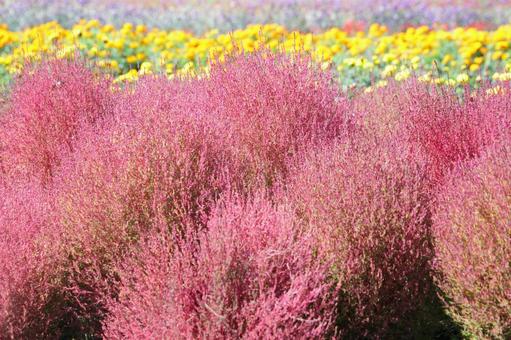 花畑の紅葉が始まったコキア 花畑の紅葉が始まったコキア コキア,ホウキギ,ホウキグサの写真素材
