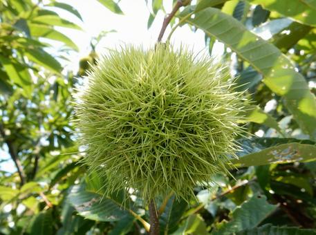【植物写真】イガグリ(毬栗) 【植物写真】イガグリ(毬栗)の写真