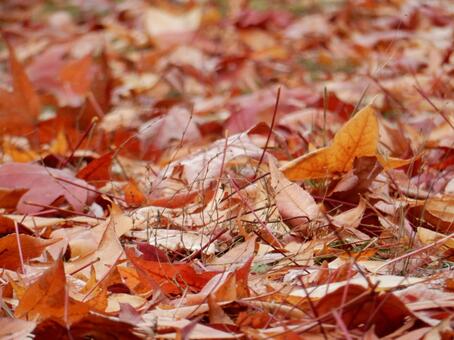【風景写真】晩秋の風景 落ち葉,植物,季節の写真素材