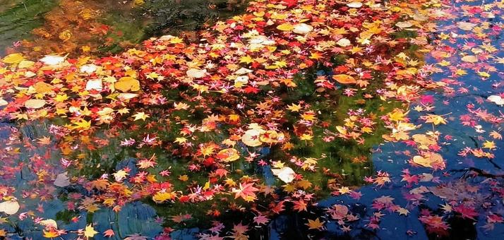 池を彩る紅葉 もみじ,カエデ,秋色の写真素材