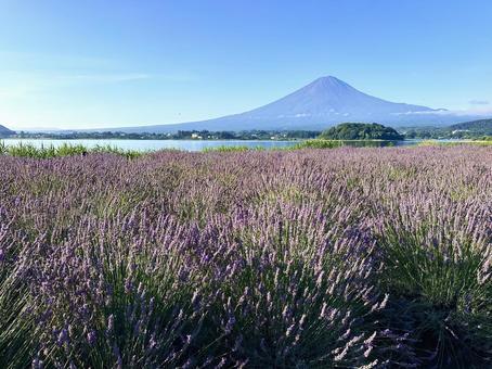 ラベンダーと富士山 ラベンダーと富士山 富士山,河口湖,ラベンダーの写真素材