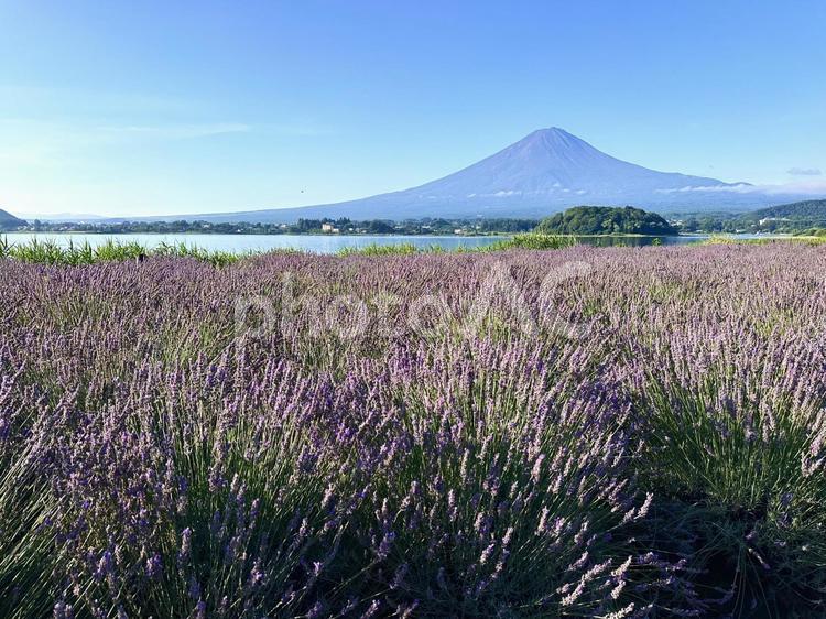 ラベンダーと富士山 富士山,河口湖,ラベンダーの写真素材