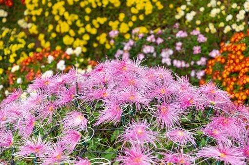 2025笠間の菊祭り13 菊祭り,笠間,秋の写真素材