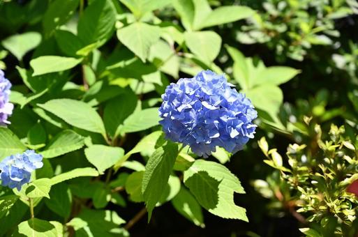 紫陽花 紫陽花の写真
