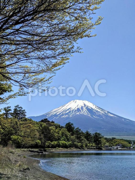 新緑の山中湖畔 富士山,世界遺産,自然の写真素材