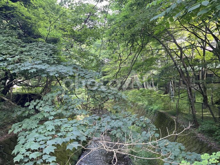 軽井沢 軽井沢,長野,高原の写真素材