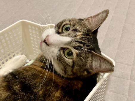 呼んだ? 呼んだ? ネコ,ニャンコ,三毛猫の写真素材
