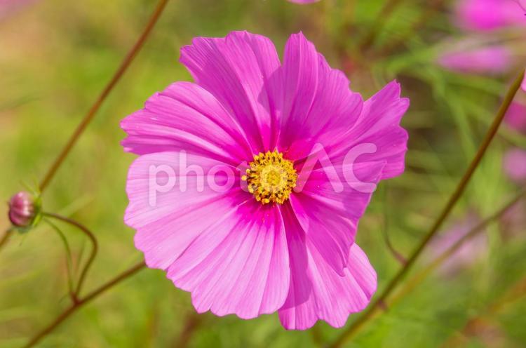 秋の花、ピンクのコスモス 秋,花,秋イメージの写真素材