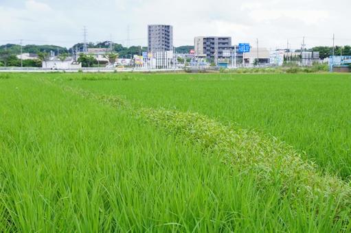 稲作 稲作 稲,風景,景色の写真素材