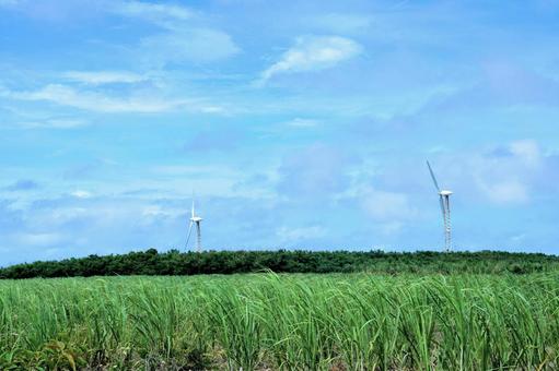 沖縄・波照間島のサトウキビと風車の景観 沖縄・波照間島のサトウキビと風車の景観の写真
