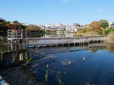 小池公園 池,大田区,小池の写真素材