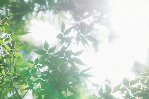 陽光が降り注ぐ、まばゆい新緑の森 陽光が降り注ぐ、まばゆい新緑の森 新緑,背景,緑の写真素材