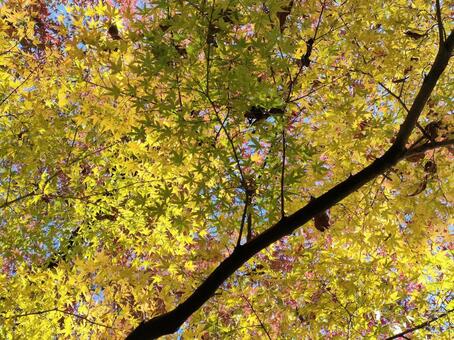 紅葉黄色に色づいたもみじ 紅葉,本土寺,黄色の写真素材