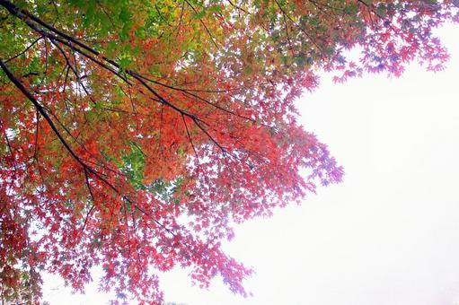 カラフルなもみじの紅葉 紅葉,もみじ,もみじの木の写真素材