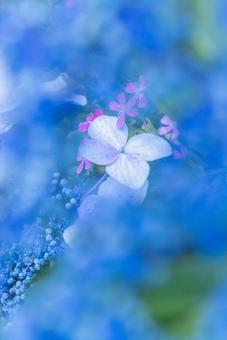 紫陽花 紫陽花の写真