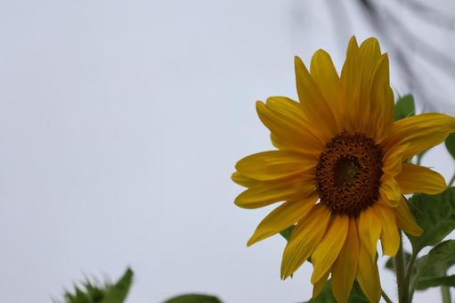 黄色い花びらの大きなひまわりの花のアップ 黄色い花びらの大きなひまわりの花のアップの写真