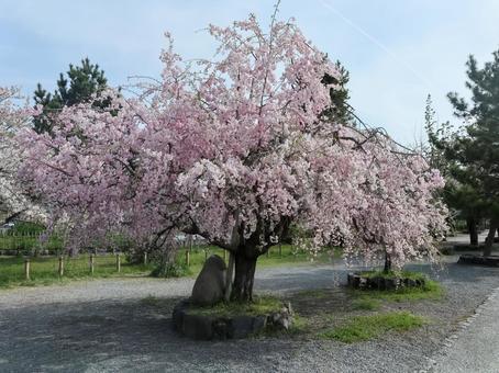 満開の桜 満開の桜 桜,さくら,満開の写真素材