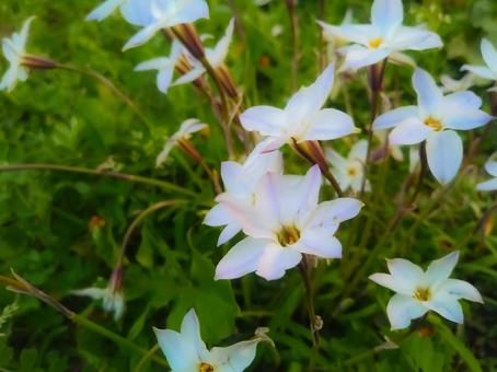 ハナニラの咲く森 ハナニラの咲く森の写真