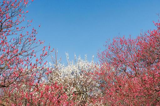 青空に映える満開の紅梅 梅,迎春,梅の花の写真素材