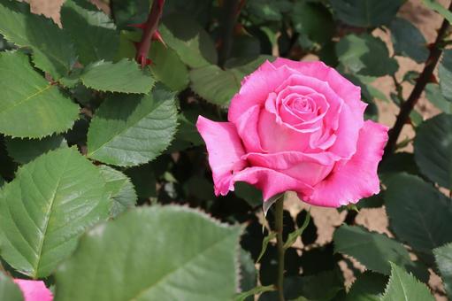バラ園で鮮やかな色の薔薇を撮りました バラ園で鮮やかな色の薔薇を撮りましたの写真