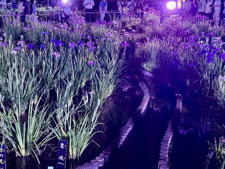 夜の堀切菖蒲園　ライトアップされる花菖蒲 堀切菖蒲園,5月,菖蒲の写真素材