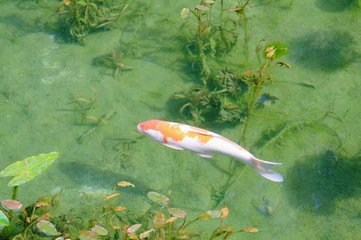 名もなき池(モネの池)_7 名もなき池(モネの池)_7 名もなき池,モネの池,鯉の写真素材