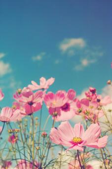 秋のアニメのような鮮やかなコスモス畑 コスモス,アニメ,壁紙の写真素材