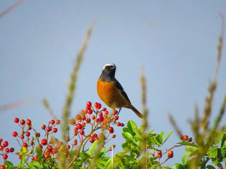 赤い木の実の枝に留まるジョウビタキのオス ジョウビタキ,野鳥,動物の写真素材
