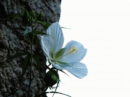 夏近し 夏近しの写真