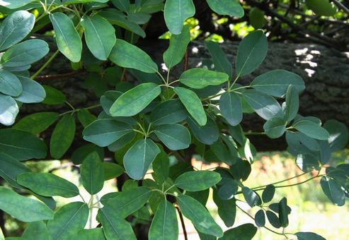 アケビ アケビ,木通,通草の写真素材