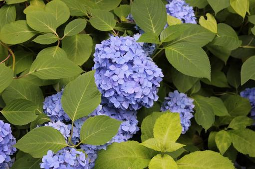 Hydrangea 133, JPG Hydrangea 133, JPG