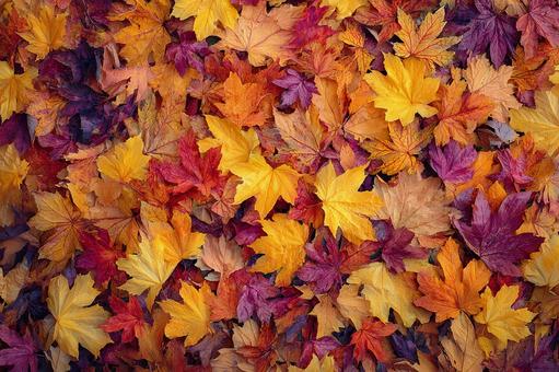 赤と黄色のコントラストが美しい葉の写真