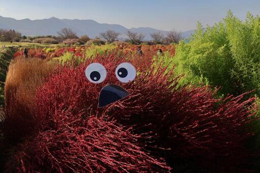 コキア コキア,ホウキギ,箒木の写真素材